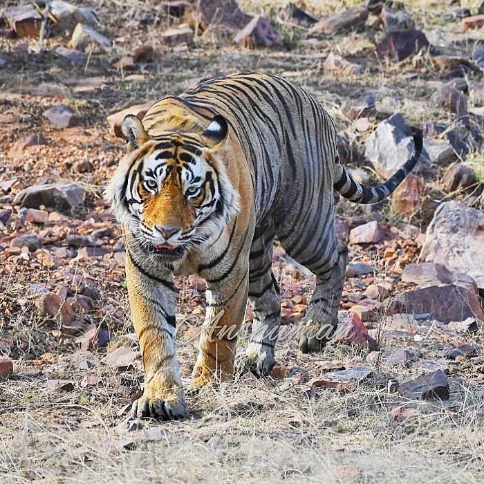 Central India Wildlife